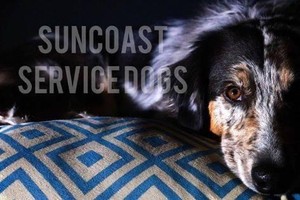 Suncoast Service Dogs, Inc. Logo