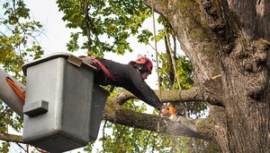 The Renaissance City Tree Service Logo