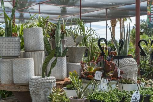 Desert Horizon Nursery In Queen Creek, AZ