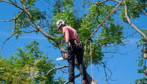 Rotherham Tree Removal Logo