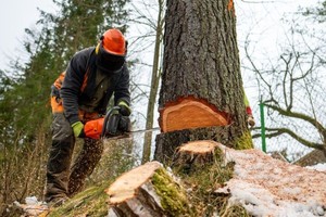 Topeka Tree Service Logo