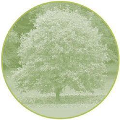 Kerry's Tree Service Inc Logo