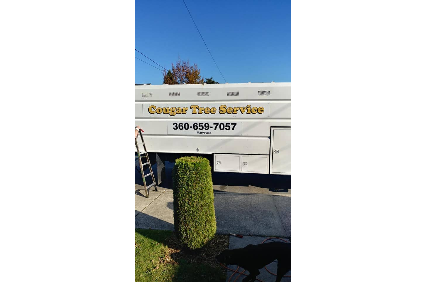 Picture uploaded by Cougar Tree Service