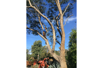 Picture uploaded by The Beaver Co., Inc (DBA Giant Beaver Tree Services)