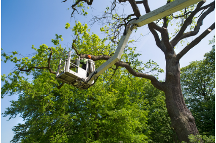 Picture uploaded by Peariso Tree Care, Inc.