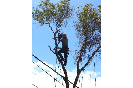 Picture uploaded by Aldo's Tree Service