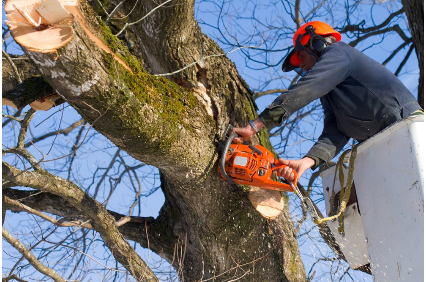 Picture uploaded by Agnew Tree Service