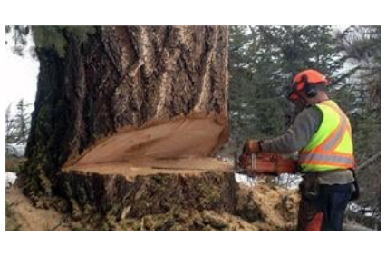 Picture uploaded by Pine Valley Tree Service - Kamloops