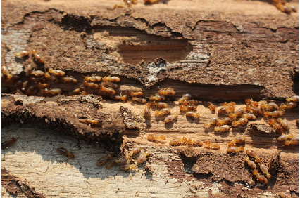 Picture uploaded by Richard L Stone Termite Control