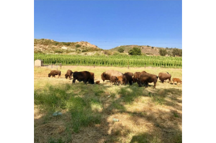 Picture uploaded by Star B Bison Ranch and Hop Farm