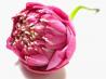 Lotus Blossom Birth Doula Services Logo